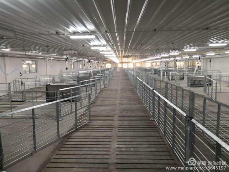 Caisse de gestation de porc avec buveur